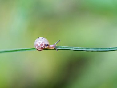 Yeşil bir çimenin üzerinde küçük salyangoz