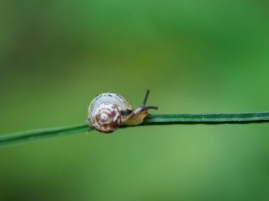 Yeşil bir çimenin üzerinde küçük salyangoz