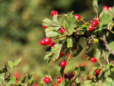 Güneş ışığında kırmızı çilek ile Alıç (Crataegus) çalılar