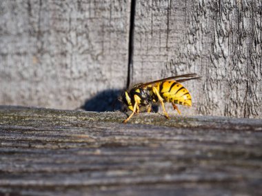 Ahşap bir çit üzerinde oturan wasp 