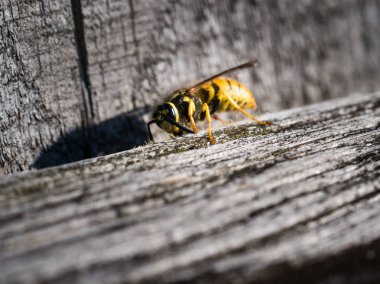 Ahşap bir çit üzerinde oturan wasp 