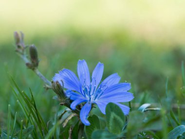 Ortak hindiba (Cichorium intybus) bir çayır üzerinde mavi çiçek