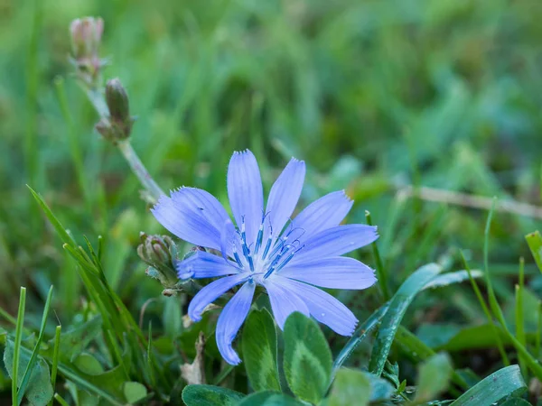 Közönséges cikória (Cichorium intybus) Kék virág réten — Stock Fotó