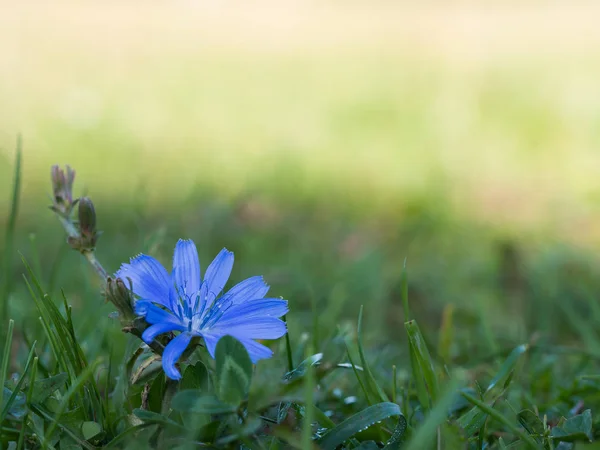 Common chicory (Cichorium intybus) blue flower on a meadow — Stock Photo, Image