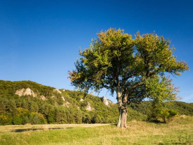 Sulov kayalar, kayalar ve güzel ağaç ile Slovakya'da doğa rezerv