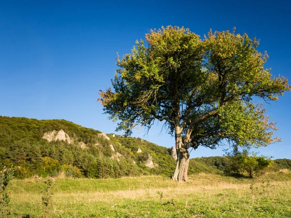 Rocce Sulov, riserva naturale in Slovacchia con le sue rocce e bellissimo albero — Foto Stock