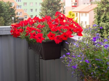 Petunia and Lobelia flowers blooming in flowerpot at balcony clipart