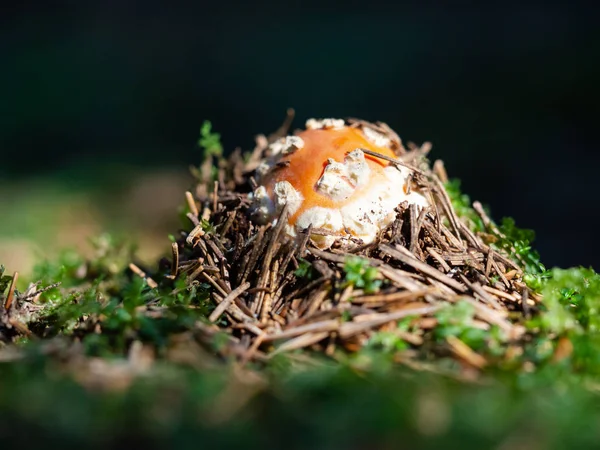 鹅 muscaria 菇在森林中生长 — 图库照片