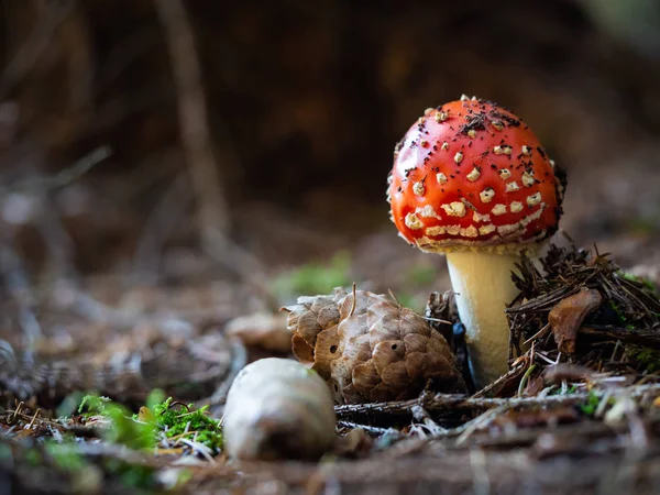 Amanita muscaria cogumelo crescendo na floresta — Fotografia de Stock