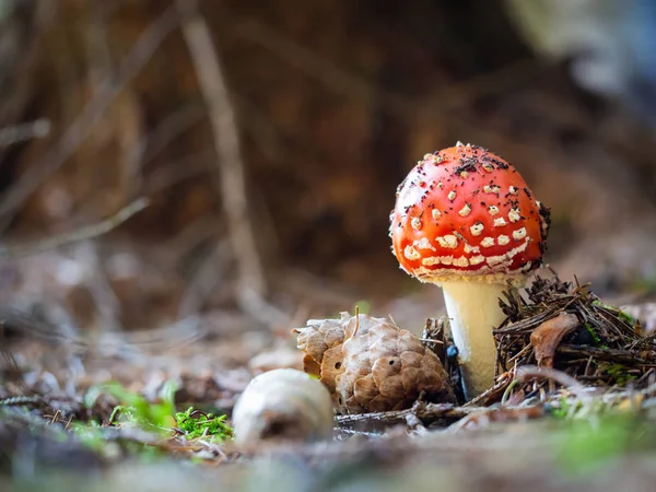 鹅 muscaria 菇在森林中生长 — 图库照片