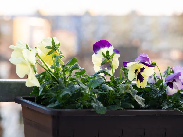 Viola colorful flowers blooming in flowerpot at balcony