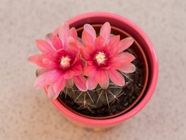 Kaktüs detay Pembe çiçek