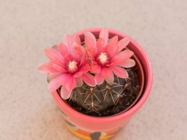 Kaktüs detay Pembe çiçek