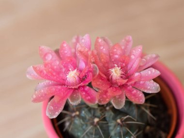 Su damlaları ile kaktüs pembe çiçek 
