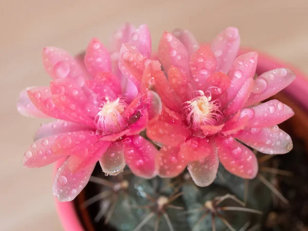 Flor rosa de cacto com gotas de água — Fotografia de Stock