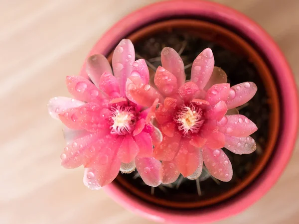 Su damlaları ile kaktüs pembe çiçek 