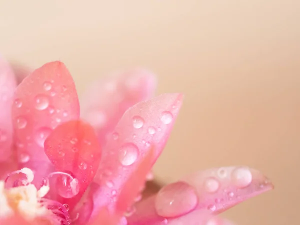 Flor rosa con fondo de gotas de agua —  Fotos de Stock