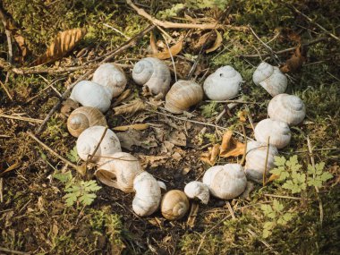 Boş salyangoz kabuklarından yapılmış kalp şekli