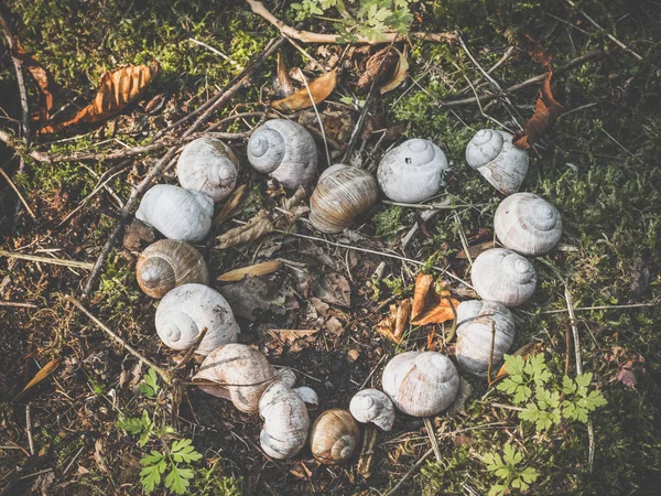 Boş salyangoz kabuklarından yapılmış kalp şekli