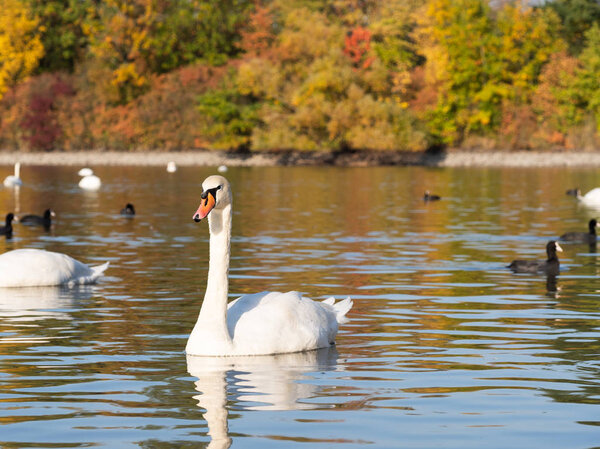 Swan bird in lake in autumn evening light