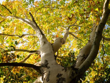 Sonbaharda renkli yaprakları ile Platanus ağacı