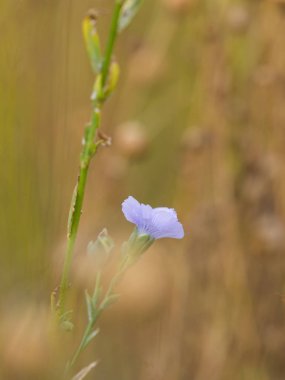 Mavi çiçekli keten bitkisi 