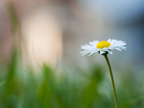 Bellis blomma blommande, detalj av Single Flower — Stockfoto