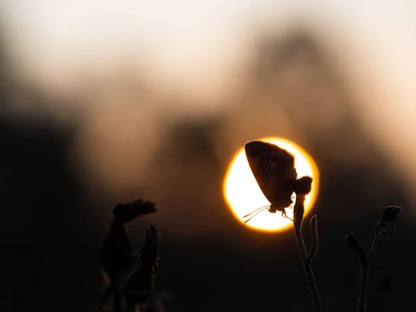 Common blue butterfly (Polyommatus icarus) sleeping at sunrise in early morning — Stock Photo, Image
