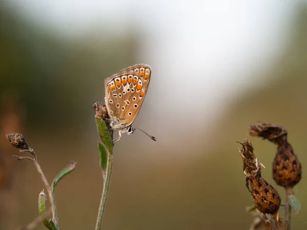 Borboleta azul comum (Polyommatus icarus) fêmea — Fotografia de Stock