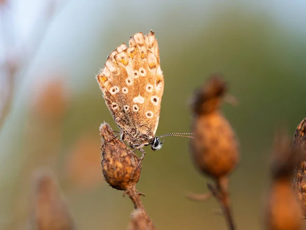 Chalkhill azul (Lysandra coridon) borboleta fêmea na luz da manhã goleden ao nascer do sol — Fotografia de Stock