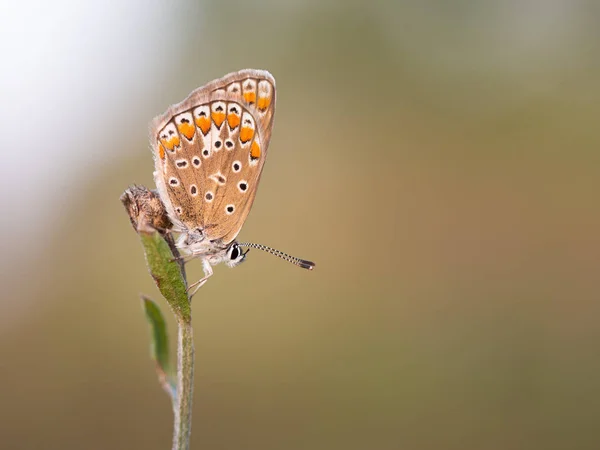 Papillon bleu commun (Polyommatus icarus) femelle — Photo