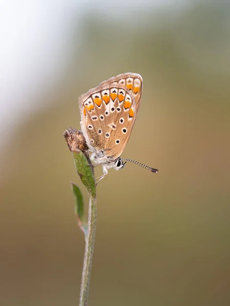 Papillon bleu commun (Polyommatus icarus) femelle — Photo