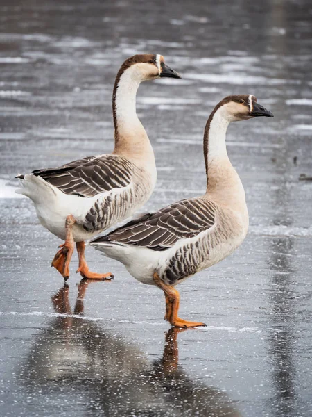 Ganso cisne (Anser cygnoides) en lago congelado — Foto de Stock