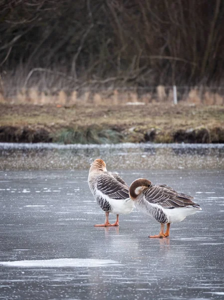 Ganso cisne (Anser cygnoides) en el lago congelado, pluma de limpieza — Foto de Stock