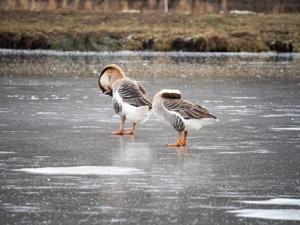 Ganso cisne (Anser cygnoides) en el lago congelado, pluma de limpieza — Foto de Stock