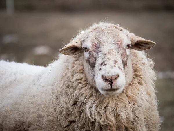 Detalle de una oveja en el pasto en invierno frío —  Fotos de Stock