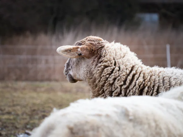 在寒冷的冬季牧场上放羊 — 图库照片