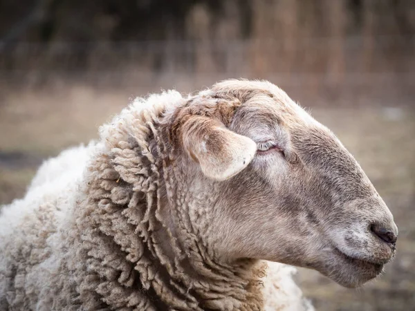 Detail ovce na pastvině v chladném zimním čase — Stock fotografie