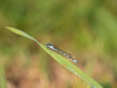 Çimenlerin üzerinde yaygın olarak görülen mavi kız sineği (Enallagma cyathigerum)