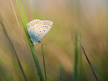 Sıradan mavi kelebek (Polyommatus icarus) erkek otların üzerinde dinleniyor