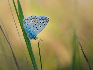 Sıradan mavi kelebek (Polyommatus icarus) erkek otların üzerinde dinleniyor