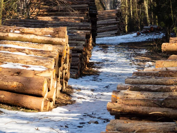 Купа дерев'яних колод, складених в лісі взимку — стокове фото
