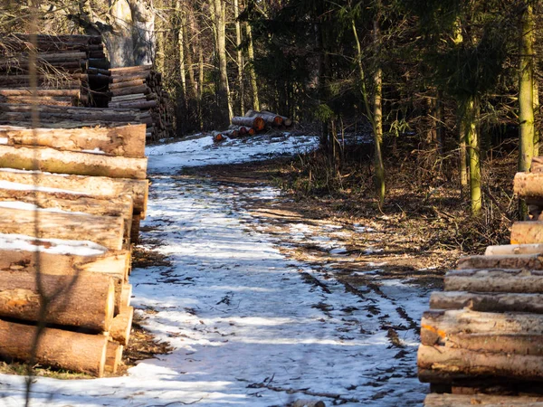 Купа дерев'яних колод, складених в лісі взимку — стокове фото