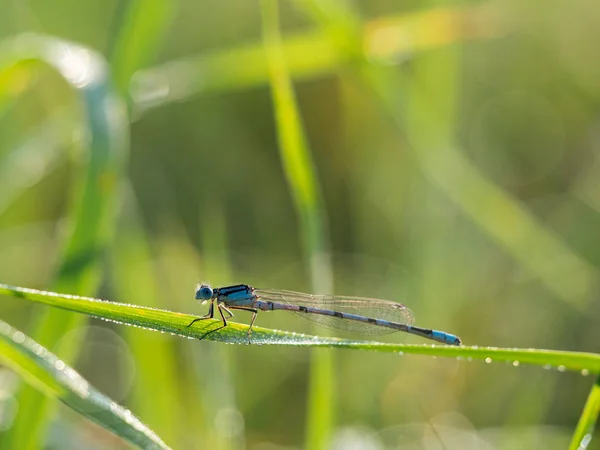 Blauwe juffer (Enallagma cyathigerum) op grassprietje — Stockfoto