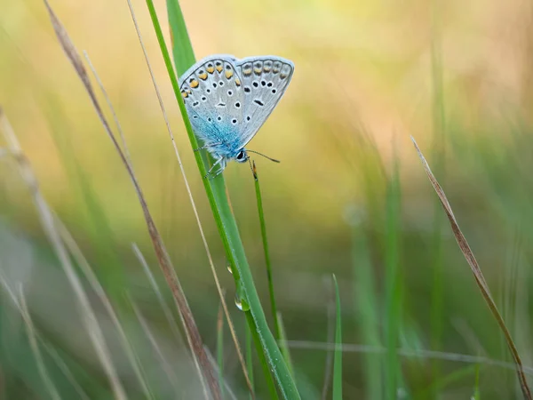 Papillon bleu commun (Polyommatus icarus) mâle se reposant dans l'herbe — Photo