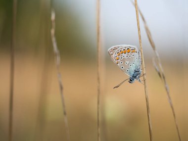 Sıradan mavi kelebek (Polyommatus icarus) erkek bir çimen yaprağının üzerinde dinleniyor