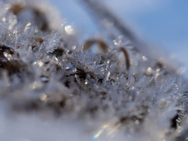 Gros plan de cristaux de glace gelés en hiver sur les plantes — Photo