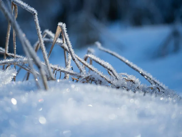 Primo piano di erba ricoperta di cristalli di ghiaccio in inverno — Foto Stock