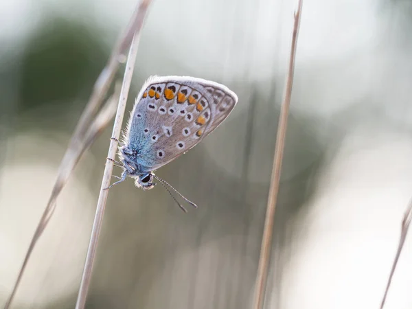 Borboleta azul comum (Polyommatus icarus) macho descansando sobre uma lâmina de grama — Fotografia de Stock