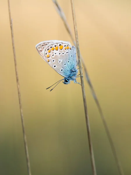 Borboleta azul comum (Polyommatus icarus) macho descansando sobre uma lâmina de grama — Fotografia de Stock